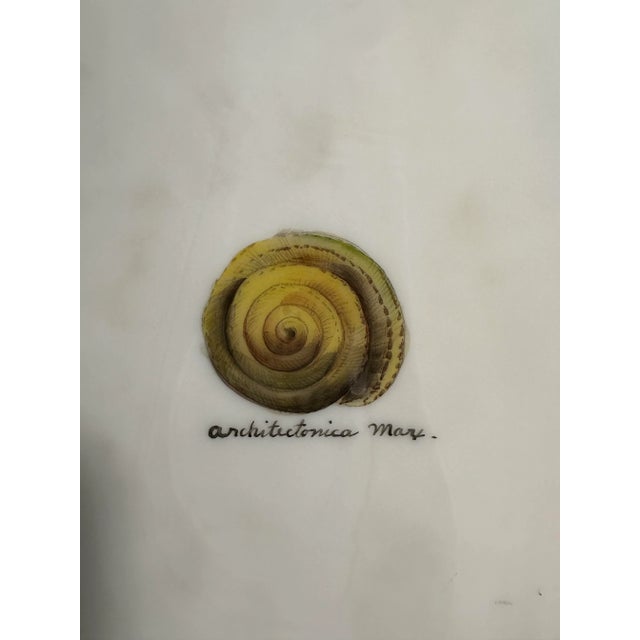 Metal Vintage Mid-Century Modern Box Lamp With 19th Century Style Sea Shell Illustration Decoration For Sale - Image 7 of 11