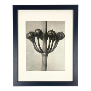 1940s Framed Botanical Blossfeldt Print - No. 87