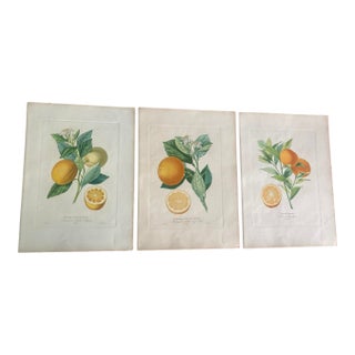 Authentic 19th Century Prints of Different Orange Blossoms For Sale