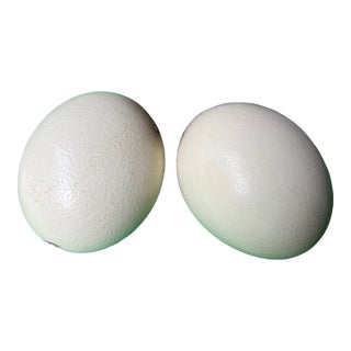 Large Pair of Authentic Ostrich Eggs For Sale