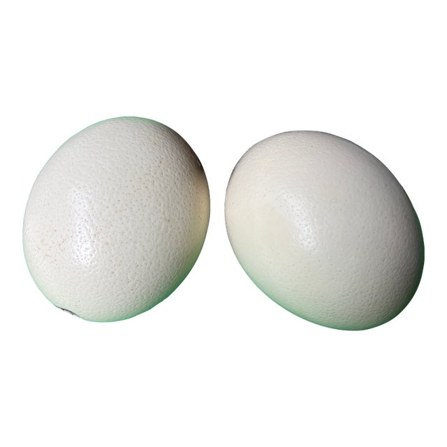 Large Pair of Authentic Ostrich Eggs For Sale