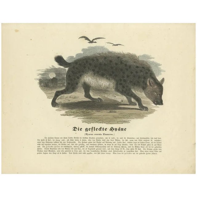 Zimmerman, The Spotted Hyena, Hand-Colored Zoological Print, 1840 For Sale - Image 6 of 6