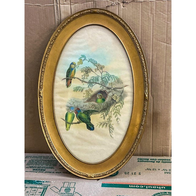 This is a Victorian style watercolor on paper depicting tropical parrots in foliage. It is in its original giltwood frame....