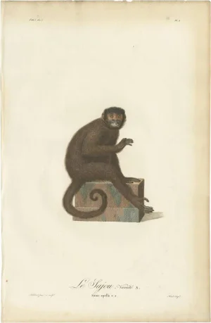 Jean-Baptiste Audebert, Antique Hand-Colored Engraving of Le Sajou or Capuchin Monkey, 1898