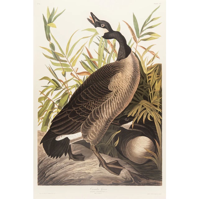 1980s The Abbeville Press Edition of the Canada Goose (Plate 201) From the Birds of America by John James Audubon For Sale