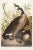 1980s The Abbeville Press Edition of the Canada Goose (Plate 201) From the Birds of America by John James Audubon For Sale