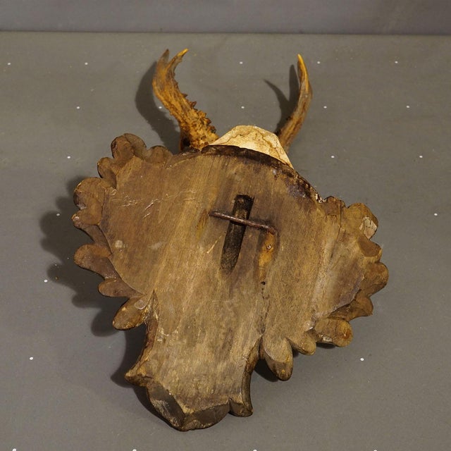 1910s Antique Black Forest Red Deer Trophy on Carved Plaque - Germany 1910 For Sale - Image 5 of 5