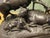 After Jules Moigniez, The Bovine Family, Bronze For Sale - Image 6 of 7
