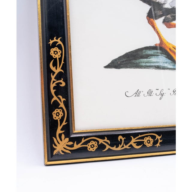 Sculpture Materials Pair of Native Duck Engraving Prints Saverio Manetti For Sale - Image 7 of 17