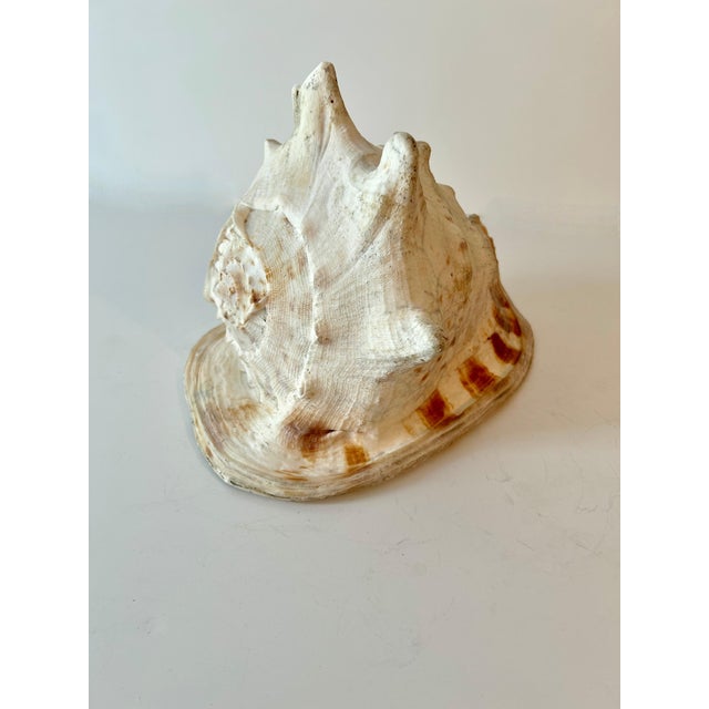 Large Decorative Conch Shell For Sale In Los Angeles - Image 6 of 9