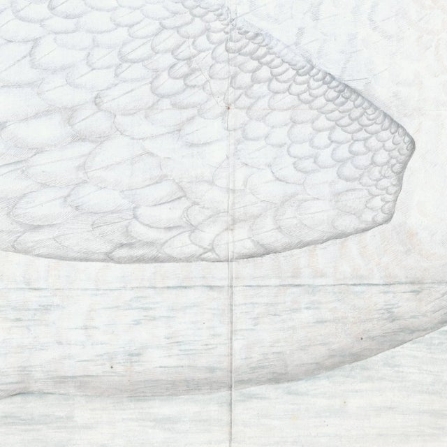 Bewick's Swan Plate 1. By Olof Rudbeck For Sale - Image 4 of 8