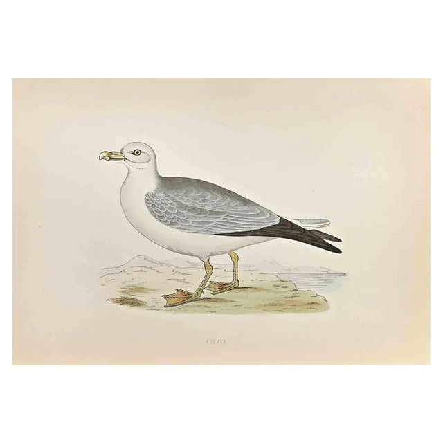 Alexander Francis Lydon, Fulmar, Woodcut Print, 1870 For Sale