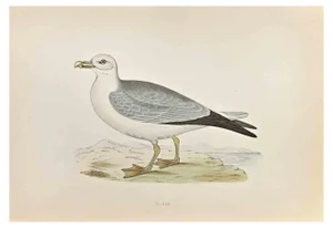 Alexander Francis Lydon, Fulmar, Woodcut Print, 1870