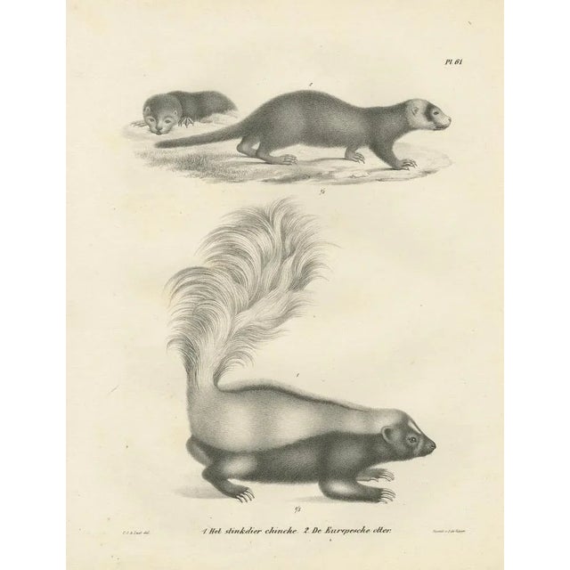 Black C.C. G. Zool., A Skunk and European Otter, 1836, Lithograph For Sale - Image 8 of 10