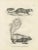 Black C.C. G. Zool., A Skunk and European Otter, 1836, Lithograph For Sale - Image 8 of 10