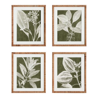 Translucent Stem Prints, Set Of 4 For Sale