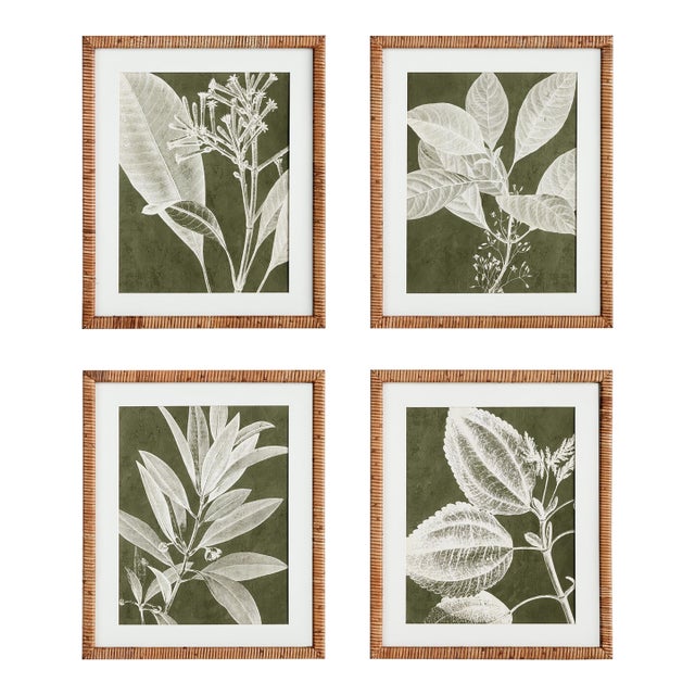 Translucent Stem Prints, Set Of 4 For Sale