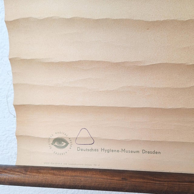 Vintage School Poster Larynx, 1940s For Sale - Image 3 of 6