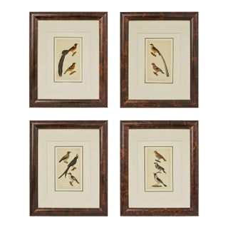 19th Century Bird Engraving Framed - Set of 4 For Sale