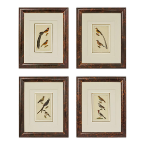 19th Century Bird Engraving Framed - Set of 4