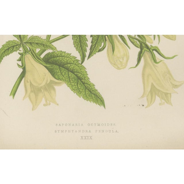 Alpine Botanical of Rock Soapwort and Nodding Bellflower, 1874, Paper For Sale - Image 4 of 5