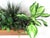 Brown Teak Indoor Planter With Silk Plants Denmark For Sale - Image 8 of 10