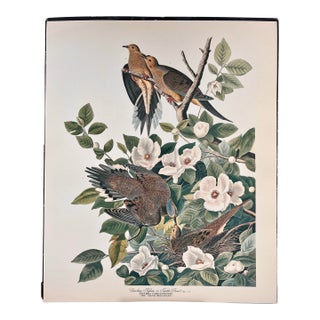 1964 Audubon Folio Lithograph Great Bird Paintings – “Carolina Pigeon or Turtledove” 17x14 For Sale