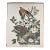 1964 Audubon Folio Lithograph Great Bird Paintings – “Carolina Pigeon or Turtledove” 17x14 For Sale