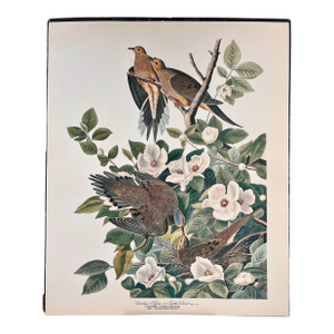 1964 Audubon Folio Lithograph Great Bird Paintings – “Carolina Pigeon or Turtledove” 17x14