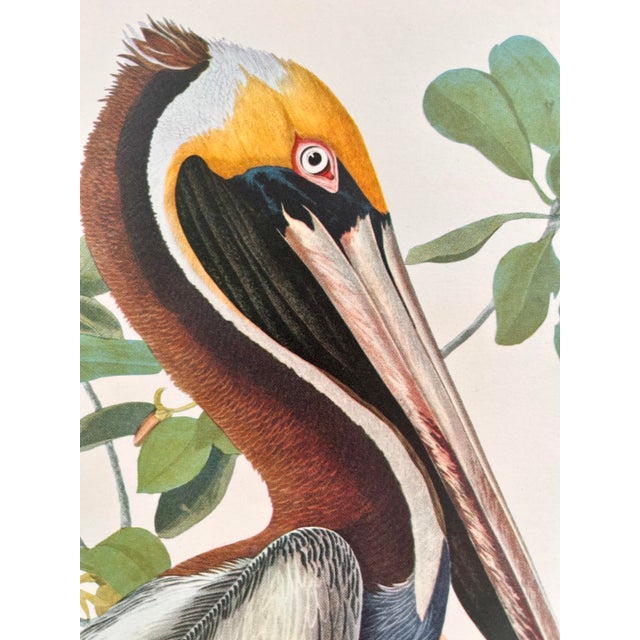 1964 Audubon Folio Lithograph Great Bird Paintings - "Brown Pelican" 17x14 For Sale In New York - Image 6 of 6