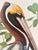 1964 Audubon Folio Lithograph Great Bird Paintings - "Brown Pelican" 17x14 For Sale In New York - Image 6 of 6
