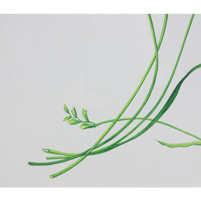 Vintage Hand-Painted Plant Specimen Watercolor Freesia Flower (With Frame). Signed in the Lower Right Corner For Sale In New York - Image 6 of 9