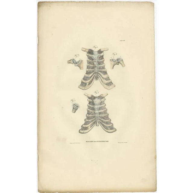 Anatomy Illustrations of Ligaments and Joints, 1839, Prints, Set of 13 For Sale - Image 6 of 15