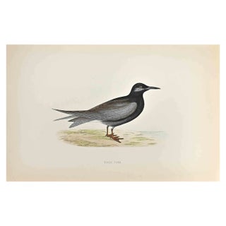 Alexander Francis Lydon, Black Tern, Woodcut Print, 1870 For Sale