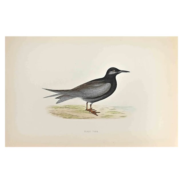 Alexander Francis Lydon, Black Tern, Woodcut Print, 1870 For Sale