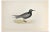 Alexander Francis Lydon, Black Tern, Woodcut Print, 1870 For Sale