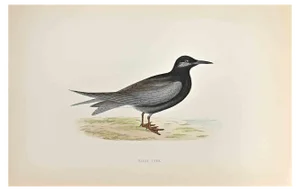 Alexander Francis Lydon, Black Tern, Woodcut Print, 1870