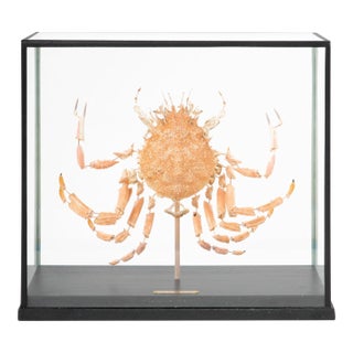 Deconstructed Spiny Spider Crab (Maja Brachydactyla) Specimen Under Glass Case For Sale