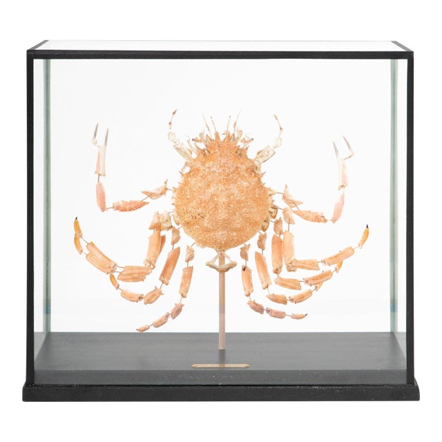 Deconstructed Spiny Spider Crab (Maja Brachydactyla) Specimen Under Glass Case For Sale