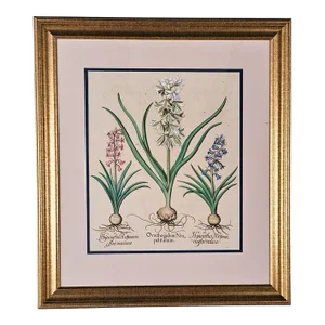 Basilius Besler, Page From "Hortus Eystettensis" (1613)