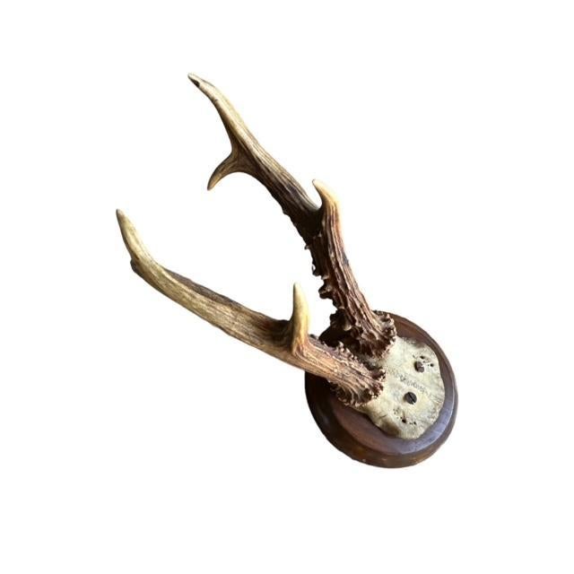 Roe Deer Trophy mounted on a wood plaque.
