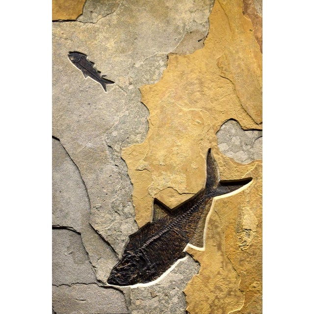 Contemporary Fossil Fish Mural 8780am For Sale - Image 3 of 6