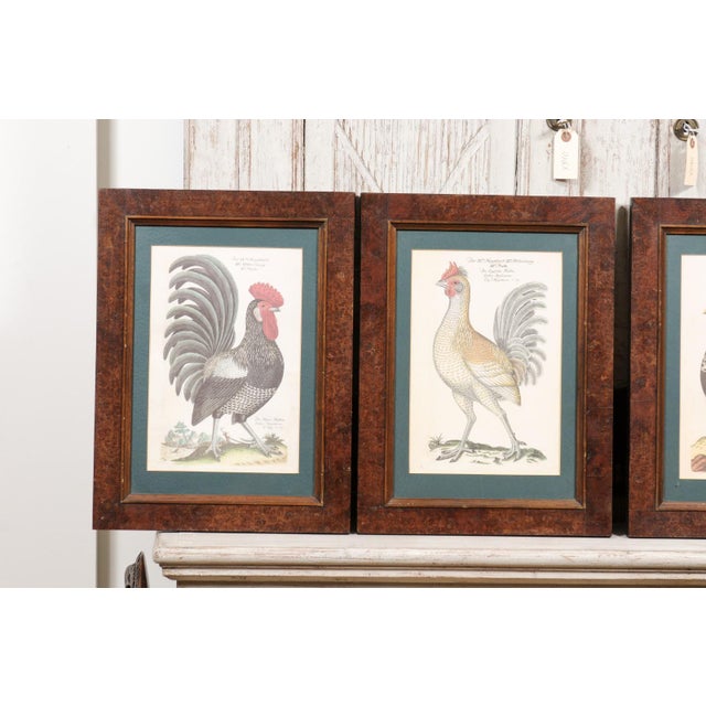 Early 20th Century Turn of the Century German Cockerel Prints in Burr Walnut Frames, Set of Four For Sale - Image 4 of 12