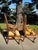 Queen Anne Antique Queen Anne Mahogany Chairs Pair For Sale - Image 3 of 12