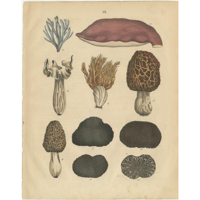 Calwer, Herbs and Mushrooms Botanical Plates, Natural History Set, 1852, Prints, Set of 3 For Sale - Image 4 of 9