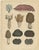 Calwer, Herbs and Mushrooms Botanical Plates, Natural History Set, 1852, Prints, Set of 3 For Sale - Image 4 of 9
