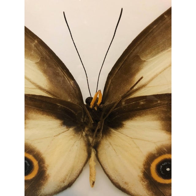 Genre: Contemporary Subject: Landscape Medium: Photograph Country: France 16 X 22.5 without frame Animalia, Insect...