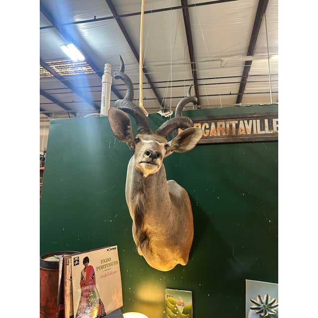 1970s Large Taxidermy Kudu Head With Curved Horns For Sale In Atlanta - Image 6 of 8
