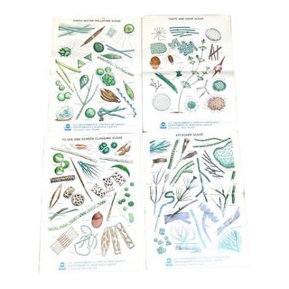 1970s Algae Science Diagram Posters - Set of 4 For Sale