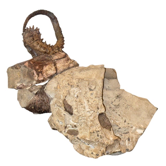 American Didymoceras Stevensoni Heteromorph Ammonite Fossil on Matrix, South Dakota. For Sale - Image 3 of 12